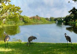 indian river colony club fl