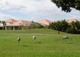 ibis golf & country club