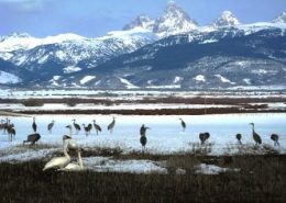 teton springs golf home