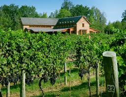 grape harvest