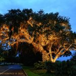live oaks lights