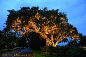 live oaks lights
