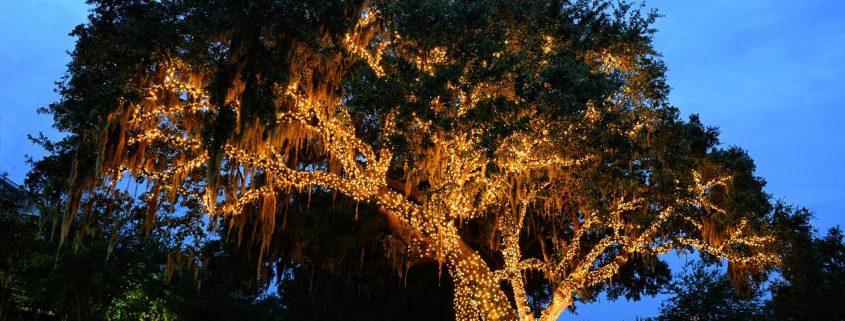 live oaks lights