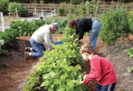 harvest time