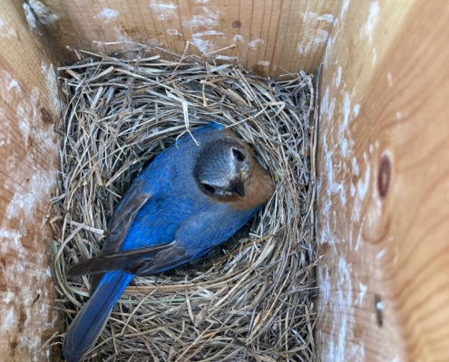 bluebird