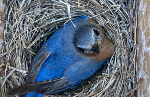 bluebird