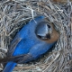 bluebird