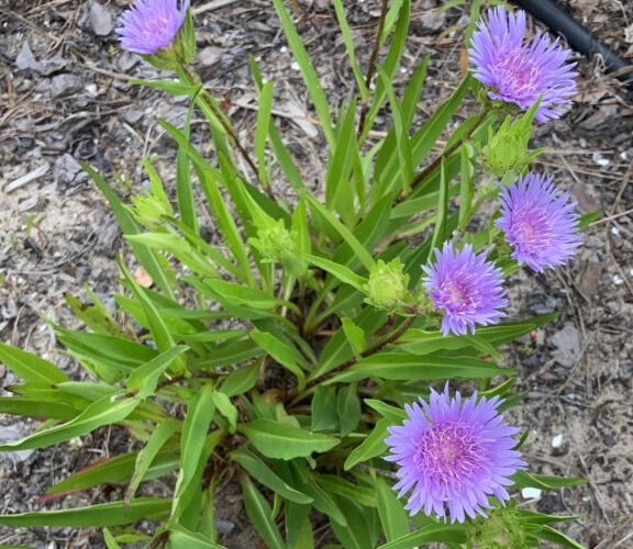 conservancy classroom